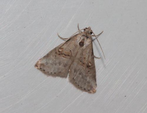 Zebeeba falsalis